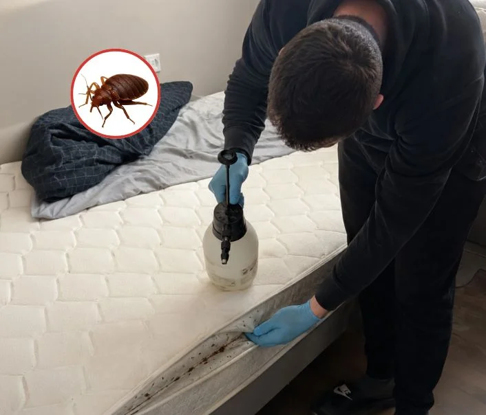 Technicien traitant un matelas contre les punaises de lit à Bray-et-Lû